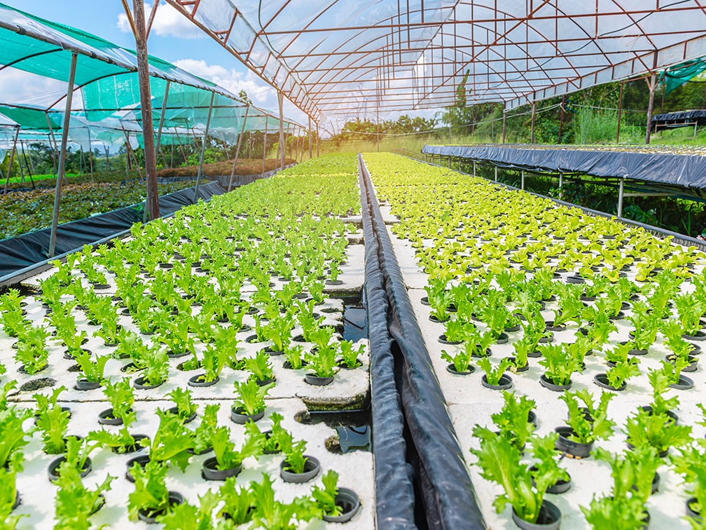 Hydroponics Market Research-Based Outlook & Industry Insights&nbsp;2025–2033